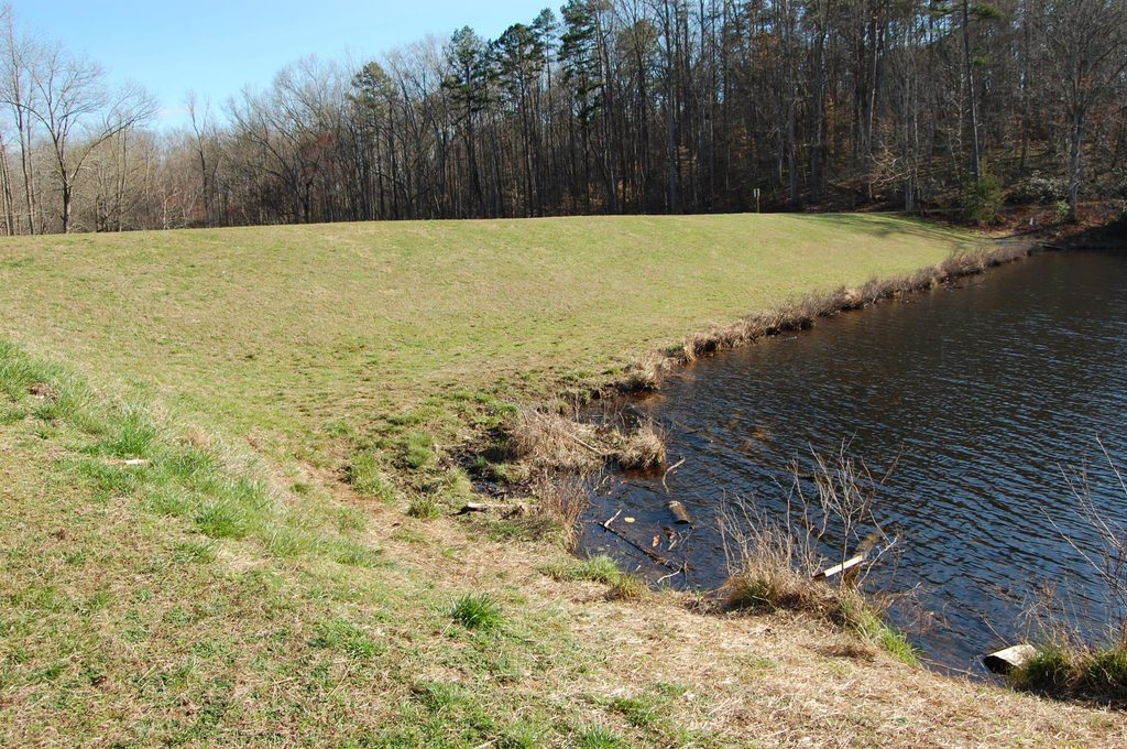 A grassy bank next to a pond with trees in the background and a blue sky