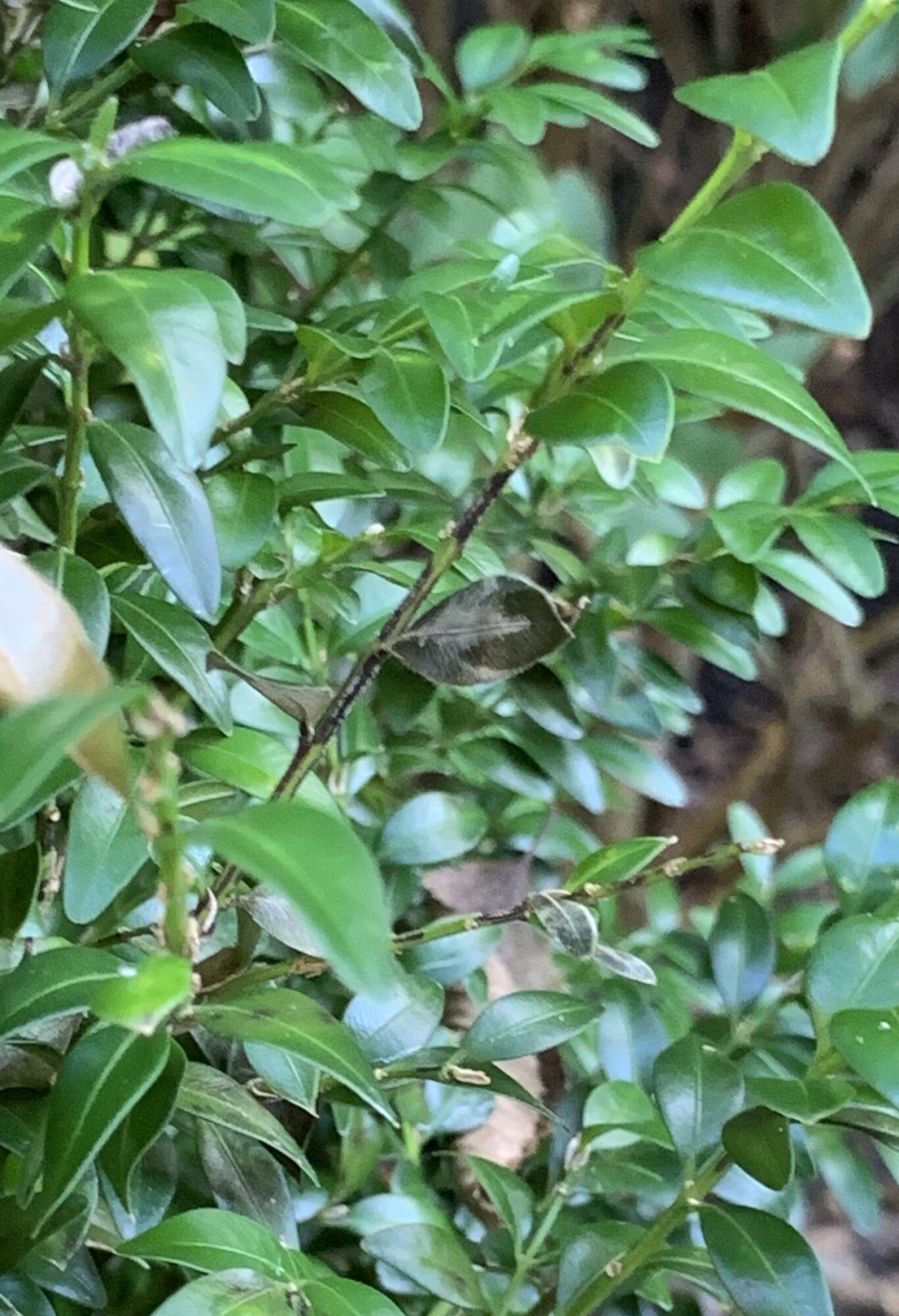 Close up of a plant with small dark green leaves