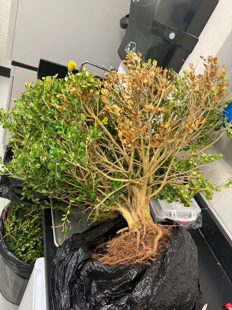 A large, uprooted shrub, green with a patch of orange leaves. 