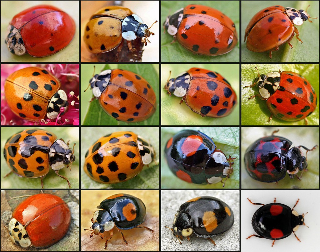 Multicolored Asian Lady Beetle - Home and Garden IPM from Cooperative  Extension - University of Maine Cooperative Extension