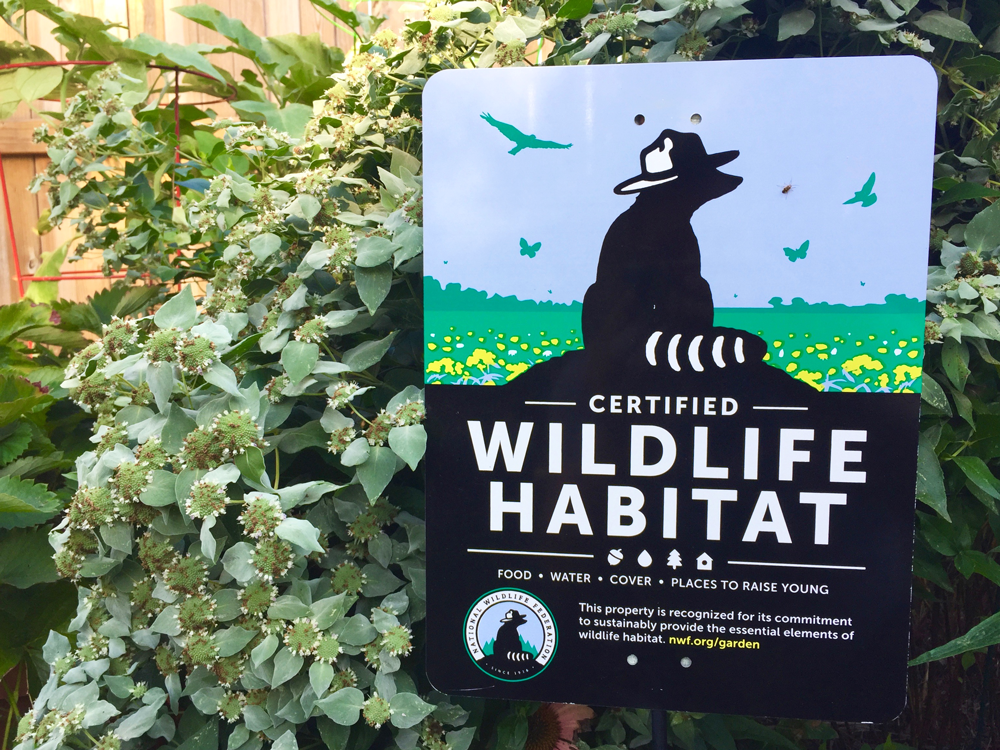 National Wildlife Federation Certified Wildlife Habitat sign in front of flowering shrub