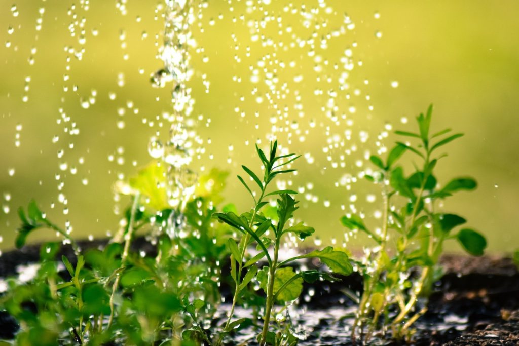 sprinkling water on garden plants