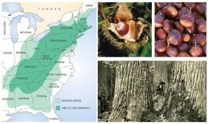 Chestnut Roots The Story of a Once Mighty Tree, The American Chestnut | Fulton From ...