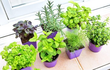 small herb plants in containers