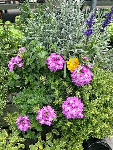 Several herbs together in a container