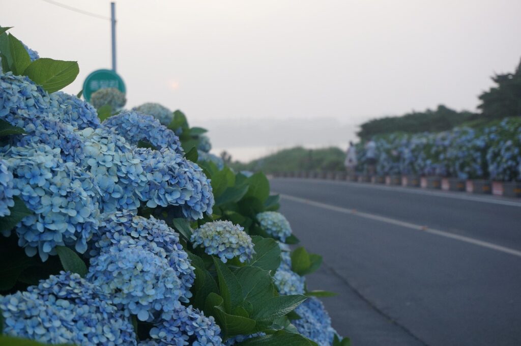 bigleaf hydrangea lining a road