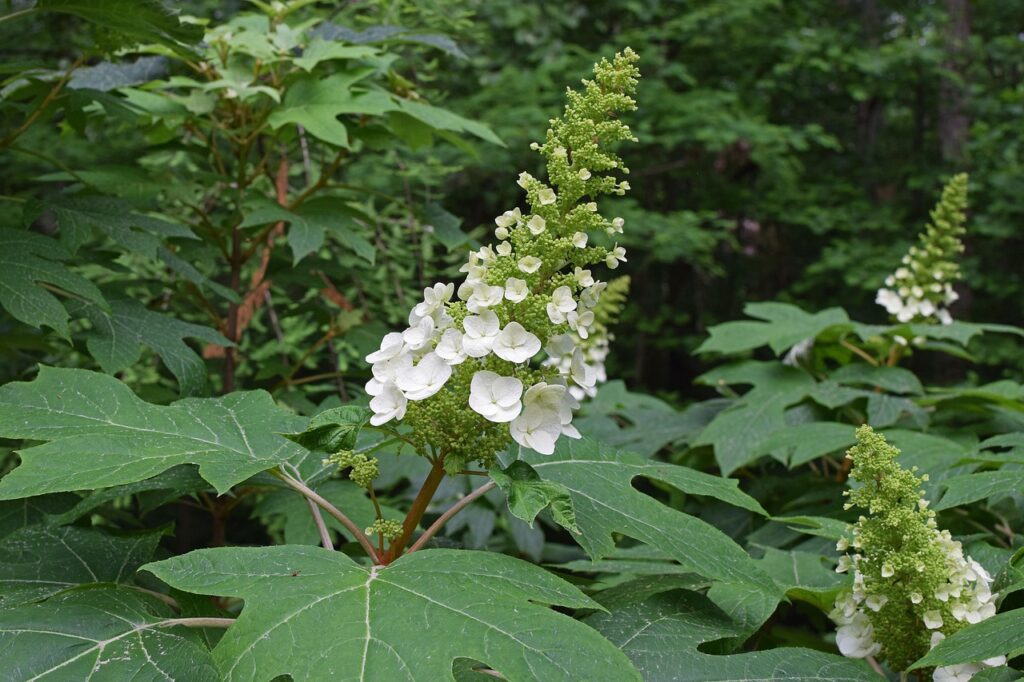 oakleaf hydrangea bloom in a forested landscape
