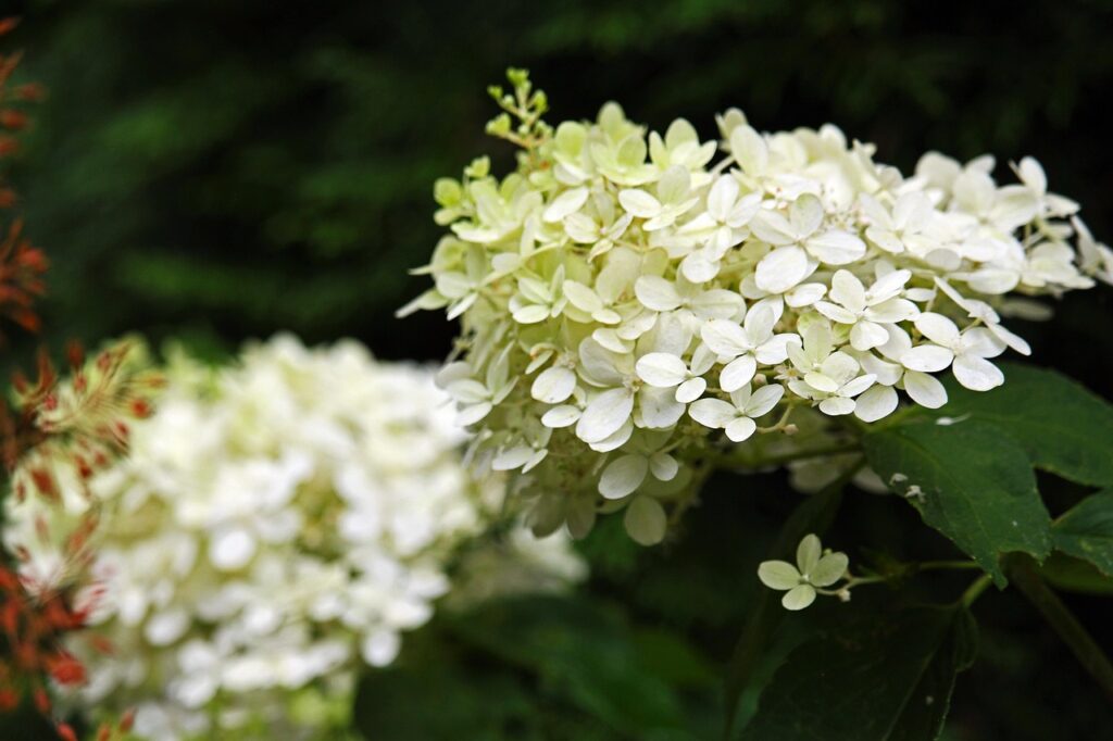 panicle hydrangea bloom