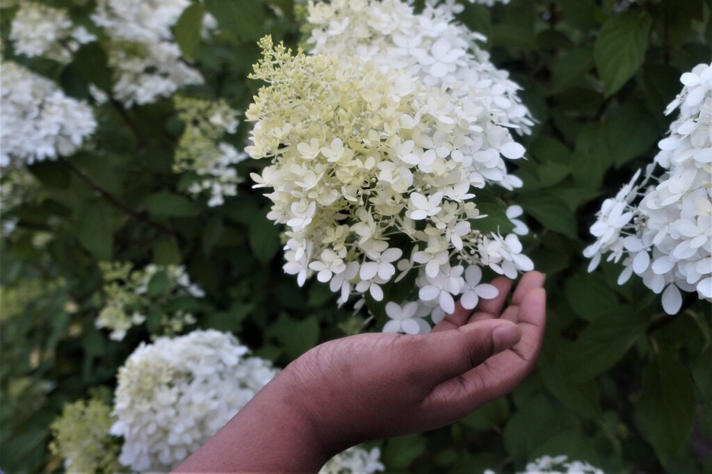 person touching smooth hydrangea bloom