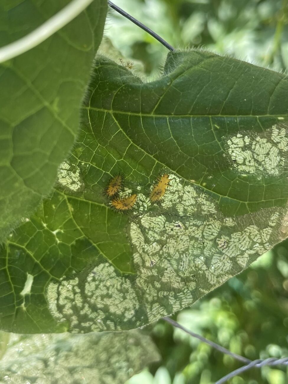 squash beetle nymphs feeding on the underside of a leaf