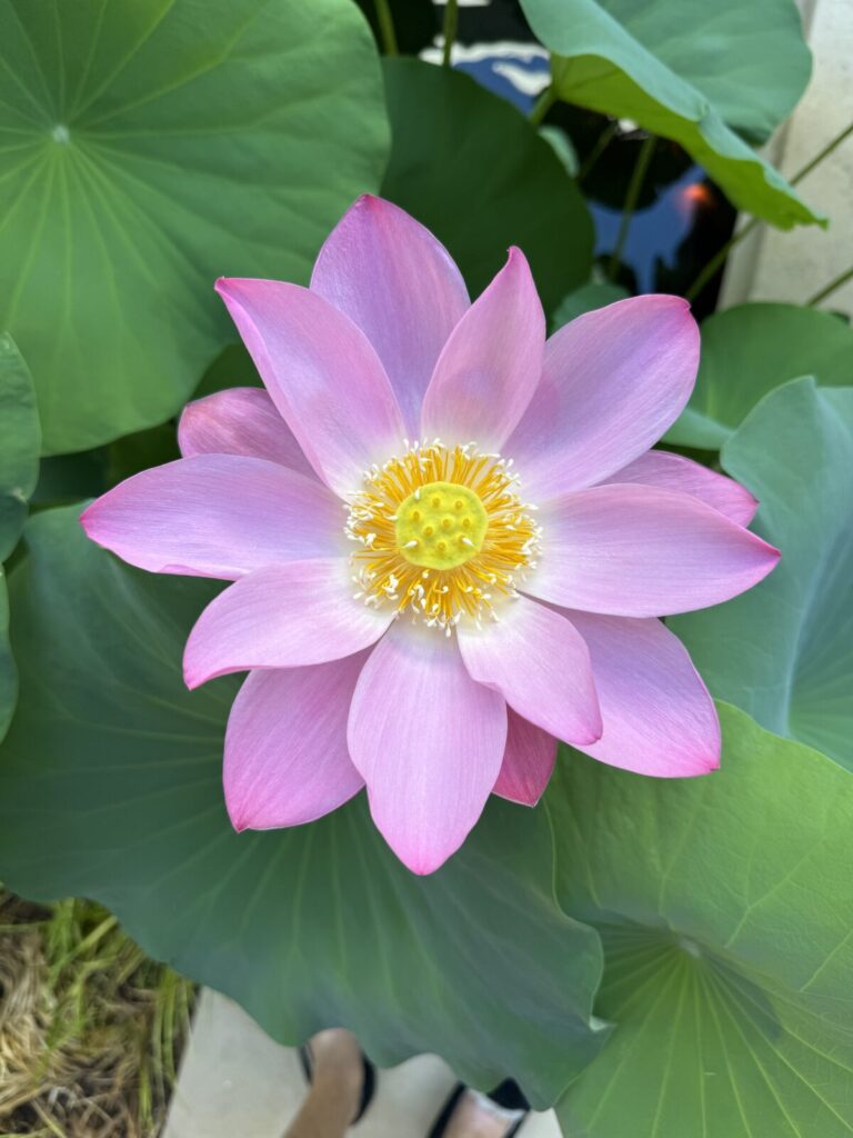 pink-purple lotus blossom in front of green leaves