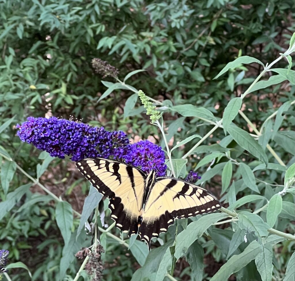 yellow swallowtail butterfly foraging on purple flower in front of plant foliage
