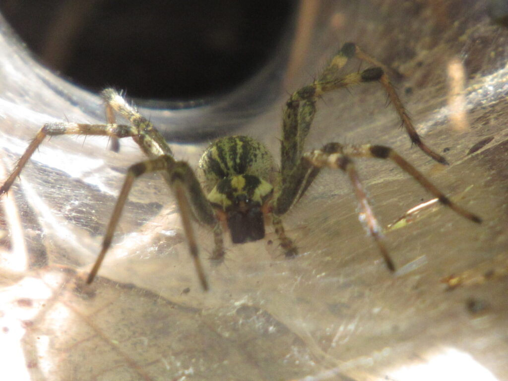 Spider sitting inside funnel-shaped web.