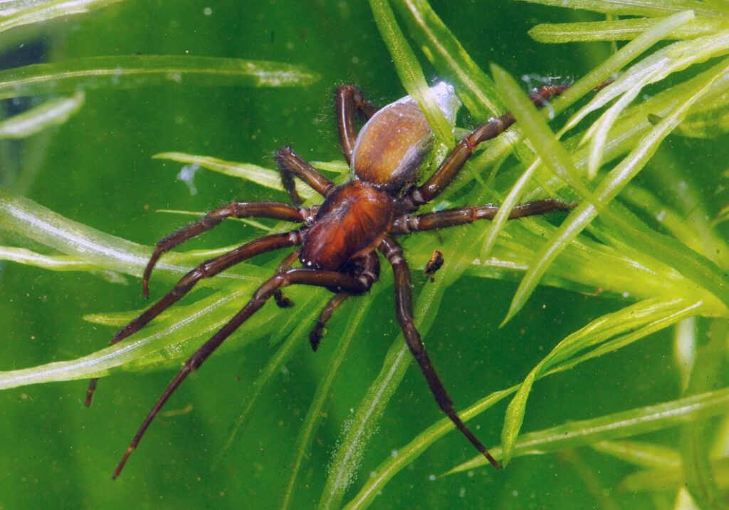 Brown diving spider with bubble around its abdomen rests on green, underwater foliage.