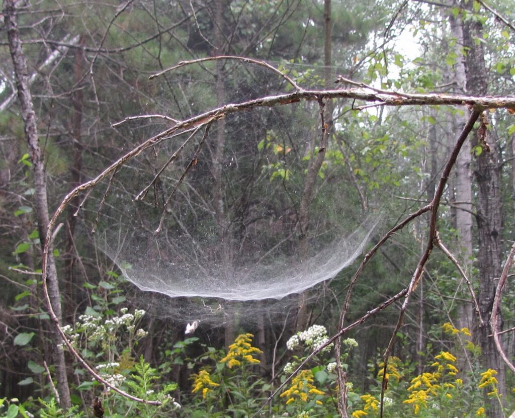 Bowl-shaped web in branches