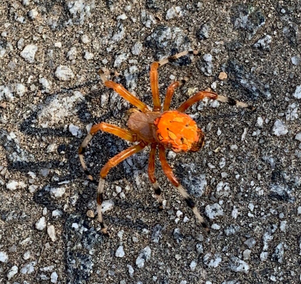 Orange spider on speckled asphalt surface