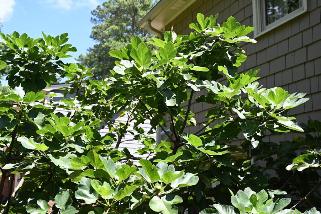 Lush fig tree with broad green leaves in sunlight, next to a house with gray siding. A bright blue sky and trees are visible in the background.