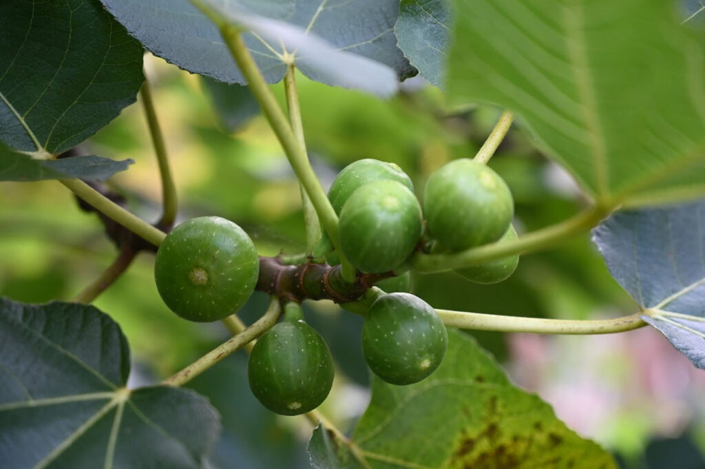 Cluster of green figs growing on a branch with broad, vibrant green leaves.