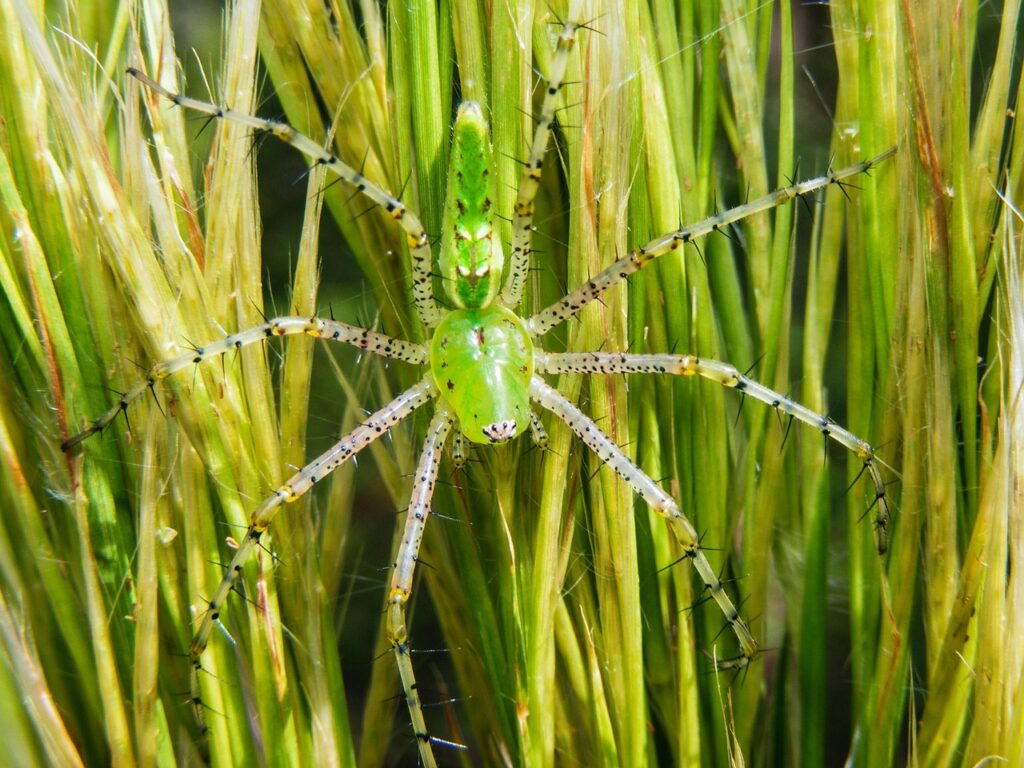 Green lynx spider on green foliage.
