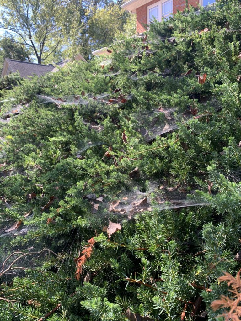 Sheet webs in green bush