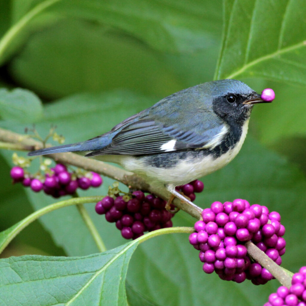 A small bird with blue and white feathers perches on a branch, holding a bright purple berry in its beak. Vibrant green leaves form the background.
