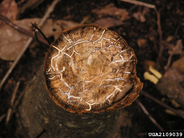 Close-up of a tree stump with dry, light-colored fungal patterns. The surrounding ground is covered with brown leaves.