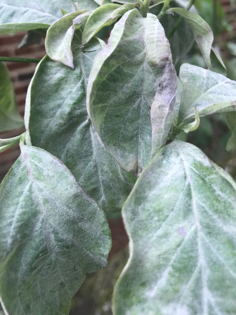Close-up of textured green leaves with a dusty appearance, displaying varying shades of green and prominent veins.