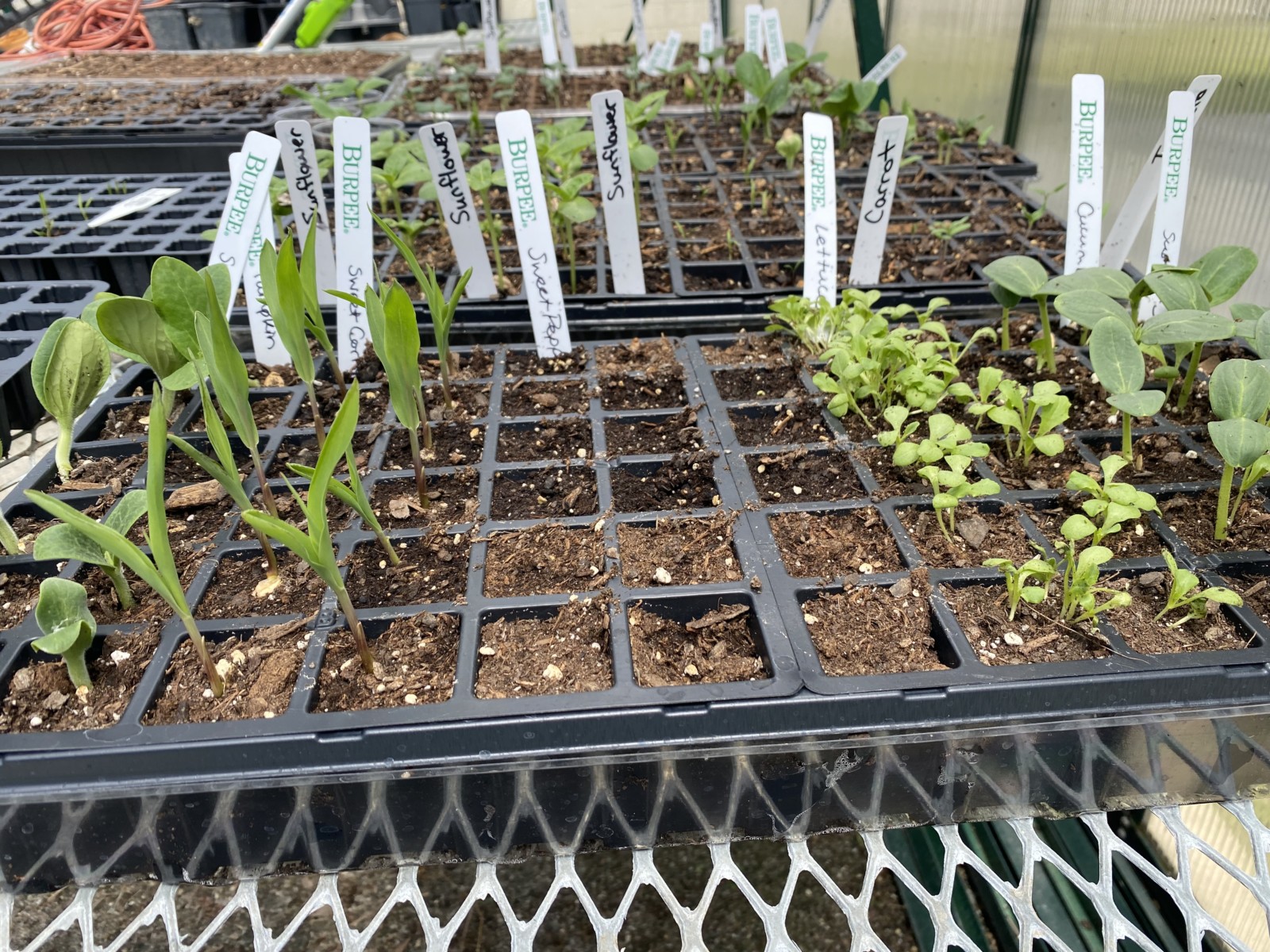 A variety of small seedlings in Calhoun County