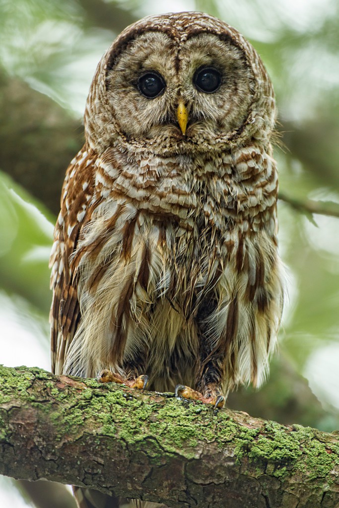 owl