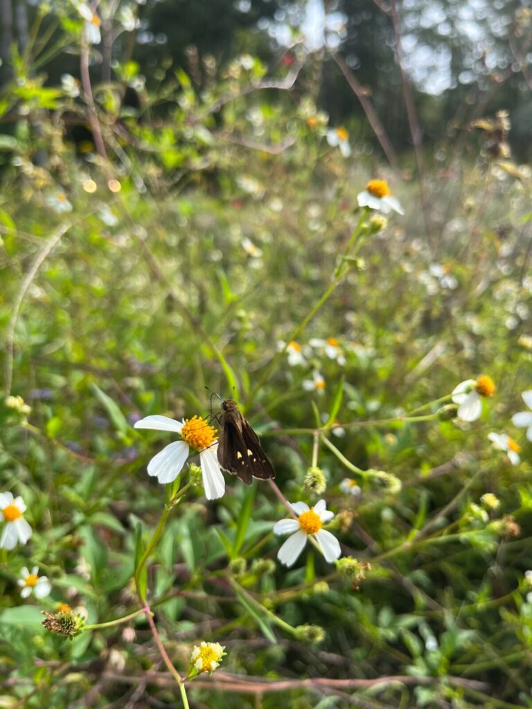 wildflower meadow with skipper pollinator