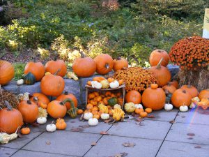 Halloween  UGA GreenWay