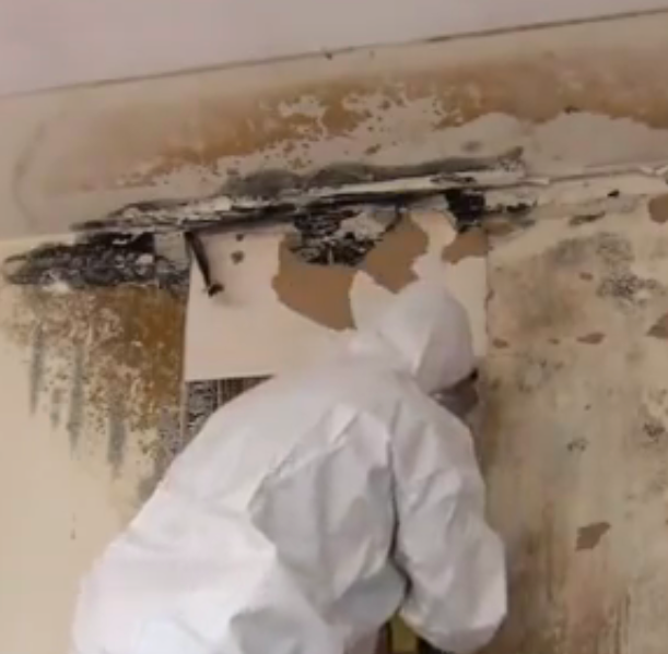 mold_remediation