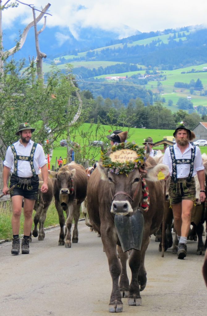 Regarding cow bells: why, and does it harm the cow? - Ali on Switzerland