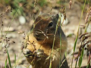 squirrel