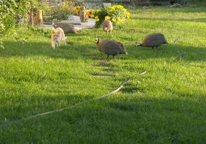 guineas