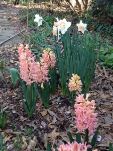 flowers in springtime