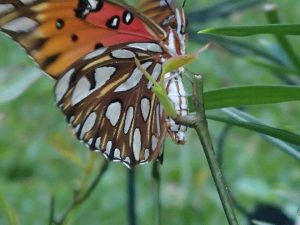 butterfly