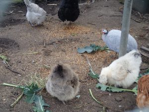 cohousing chicken barons