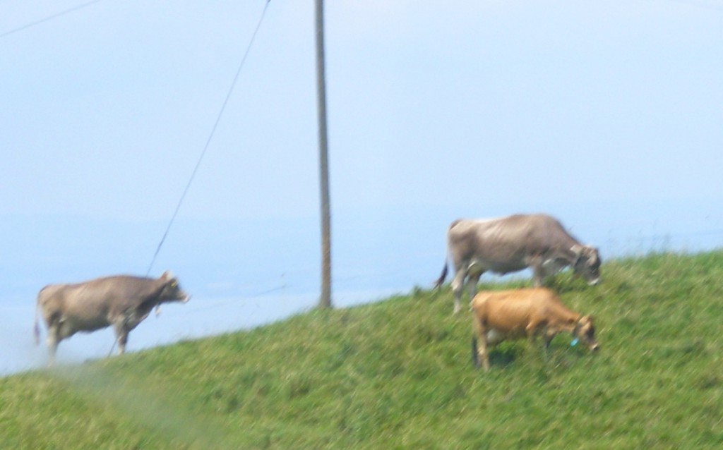 Swiss cowbells: The Melodic Chimes of Swiss Cows - Swiss Observer