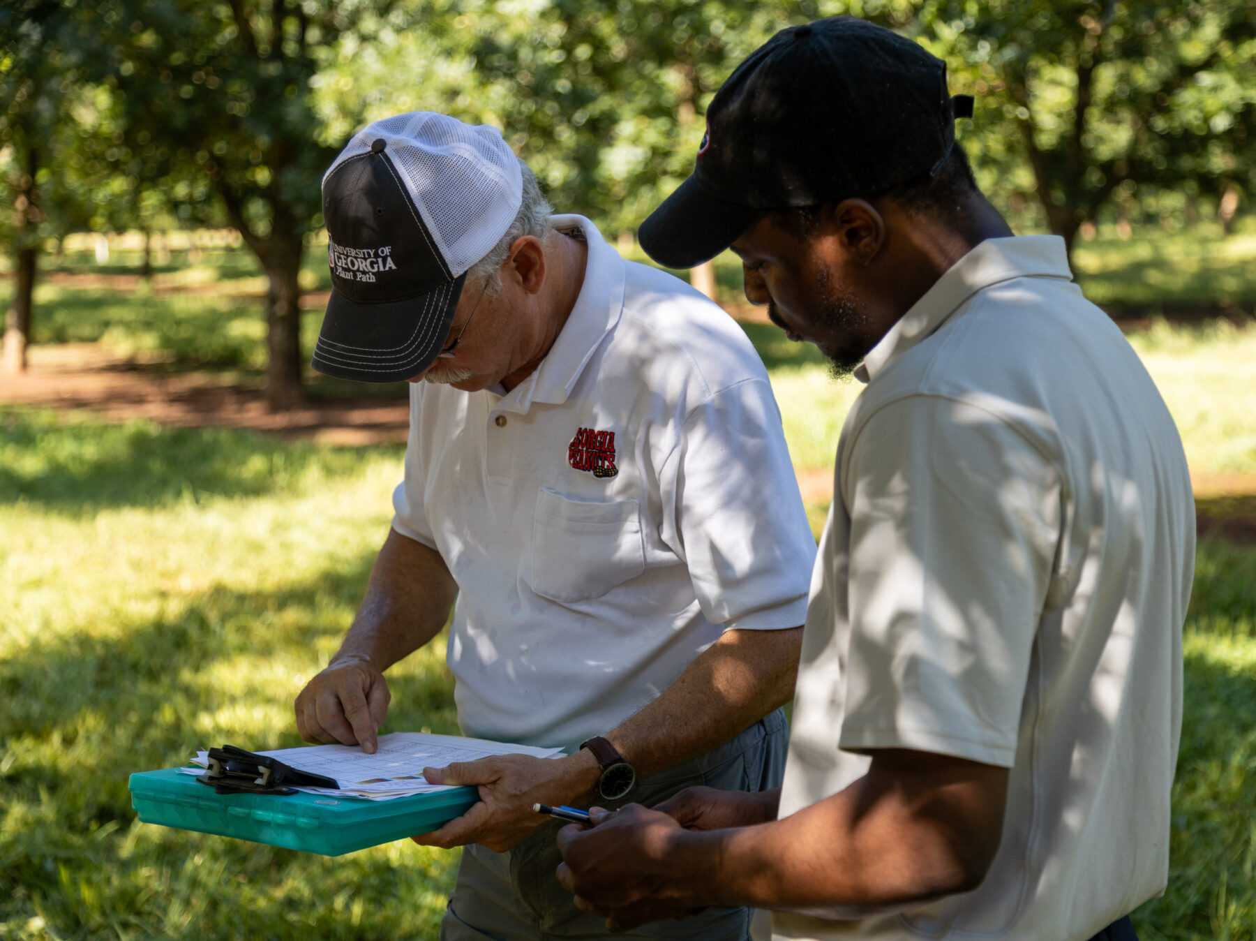 A CAES student and Extension agent are working in the field on pecan scab disease research as part of the UGA Extension internship program.