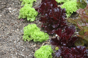 Growing Lettuce in Your Garden