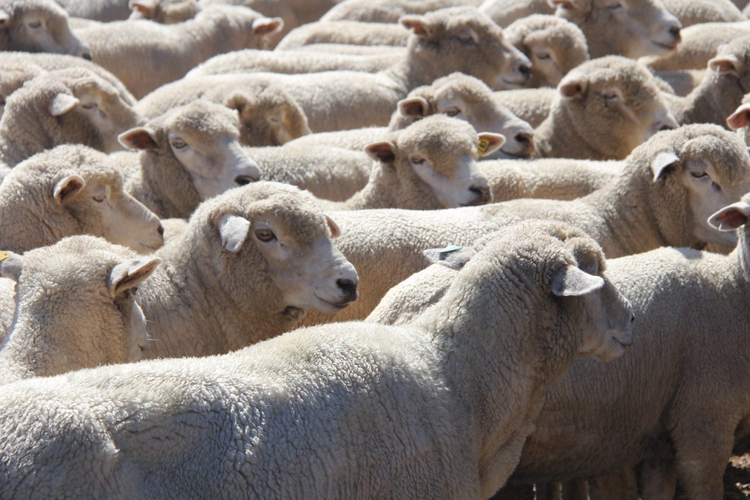 Small Ruminants Sheep and Goats Lincoln County UGA Extension