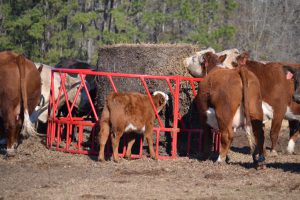Time for cattlemen to prep for winter