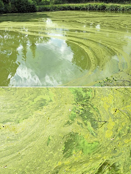 pond algae identification