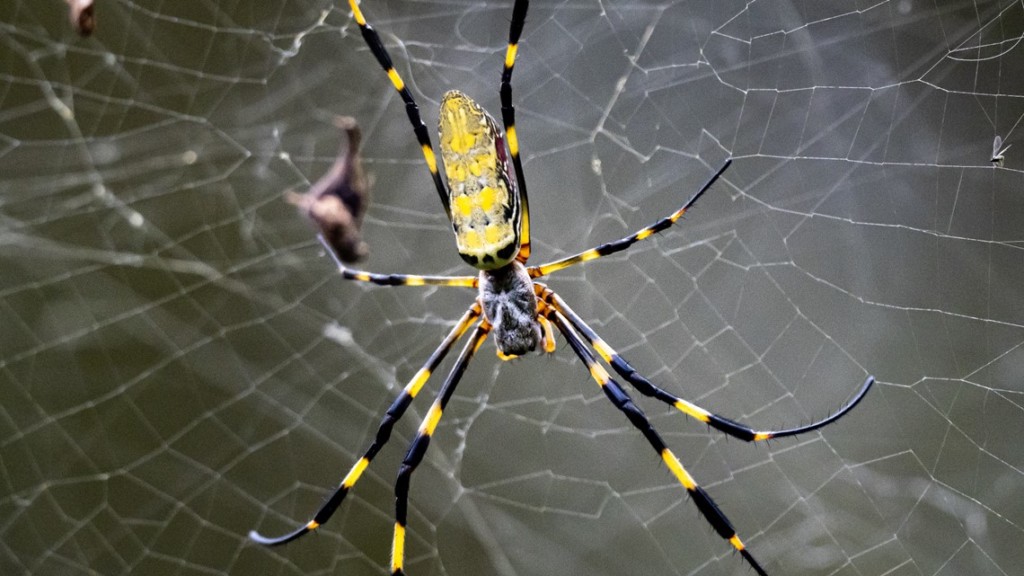 Joro spiders are here to stay