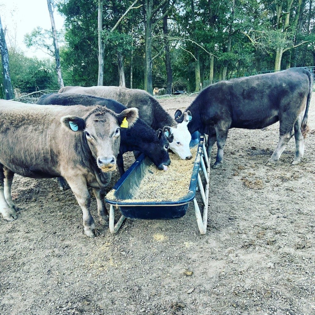 Habits of successful cattle producers