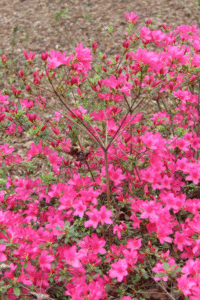 Pruning Spring-blooming Shrubs in Your Landscape