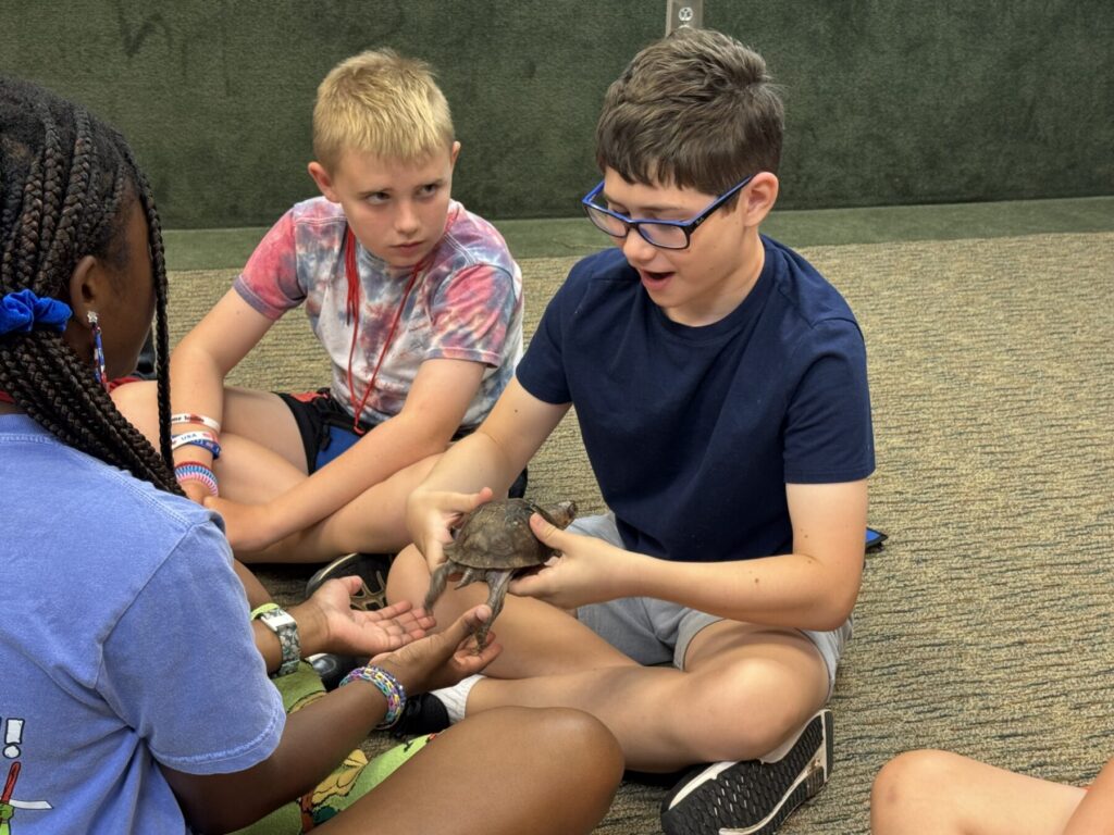 boy in blue t-shirt holding a turtle