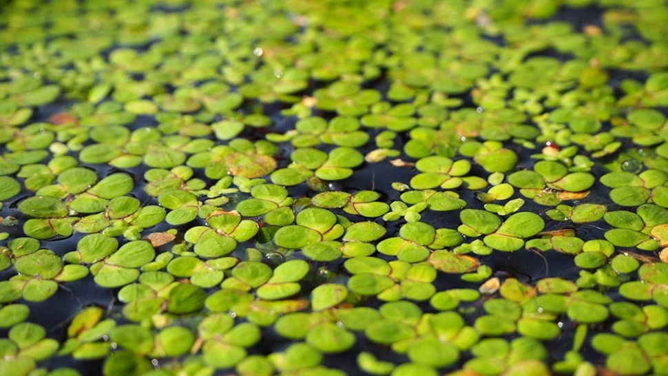 Close up image of duckweed