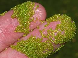 close up image of watermeal on fingers